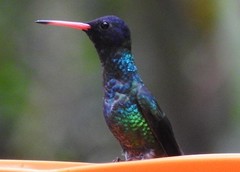 Chrysuronia grayi