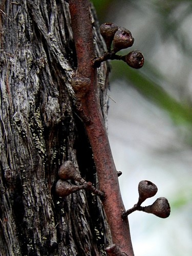 Image of Eucalyptus consideniana by (c) Max Campbell, some rights reserved (CC BY)