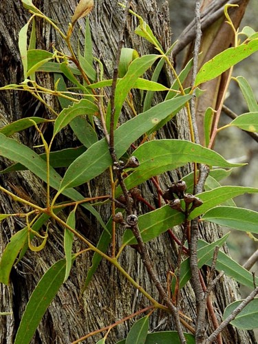 Image of Eucalyptus consideniana by (c) Max Campbell, some rights reserved (CC BY)