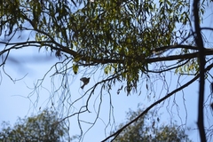 Setophaga coronata auduboni
