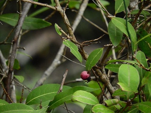 Image of Notelaea venosa by (c) Max Campbell, some rights reserved (CC BY)
