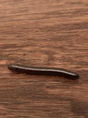 Narceus americanus