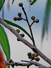 Eucalyptus smithii, photograph (c) Max Campbell, some rights reserved (CC BY)