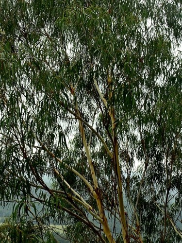 Eucalyptus smithii, photograph 5