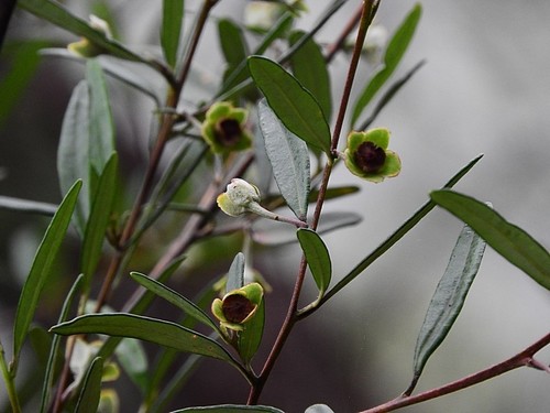 Image of Beyeria lasiocarpa by (c) Max Campbell, some rights reserved (CC BY)