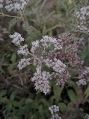 Eupatorium perfoliatum