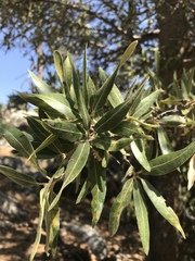Quercus peninsularis