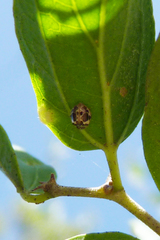 Psyllobora bicongregata