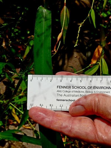 Image of Panicum bisulcatum by (c) Max Campbell, some rights reserved (CC BY)