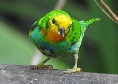 Chlorochrysa nitidissima