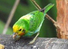 Chlorochrysa nitidissima