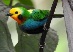 Chlorochrysa nitidissima