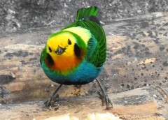 Chlorochrysa nitidissima