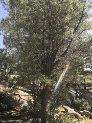 Quercus peninsularis