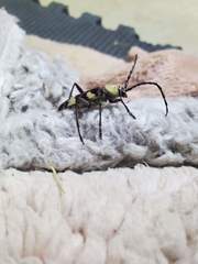 Megacyllene antennata