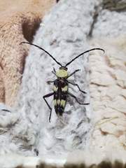 Megacyllene antennata