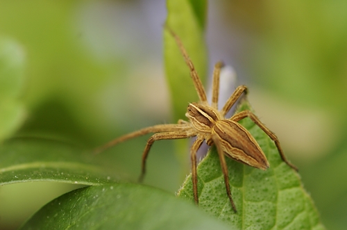 European Nursery Web spider, photo 3 of 9