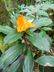 Chamaecostus cuspidatus