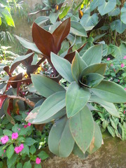 Costus vinosus