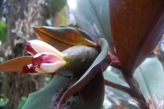 Costus vinosus
