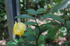 Monocostus uniflorus