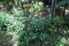 Monocostus uniflorus