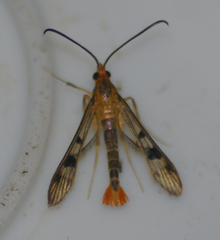 Synanthedon acerni