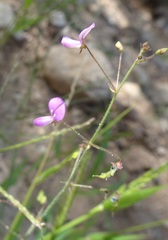 Desmodium rosei