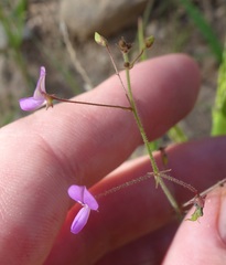 Desmodium rosei