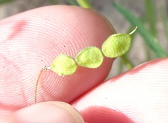 Desmodium rosei