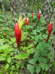 Costus stenophyllus
