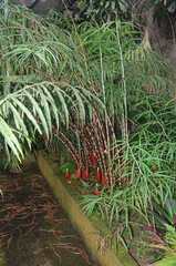 Costus stenophyllus