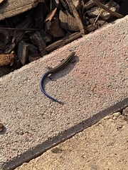 Plestiodon multivirgatus