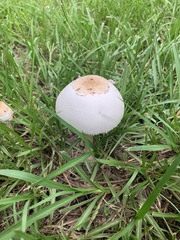 Chlorophyllum molybdites image