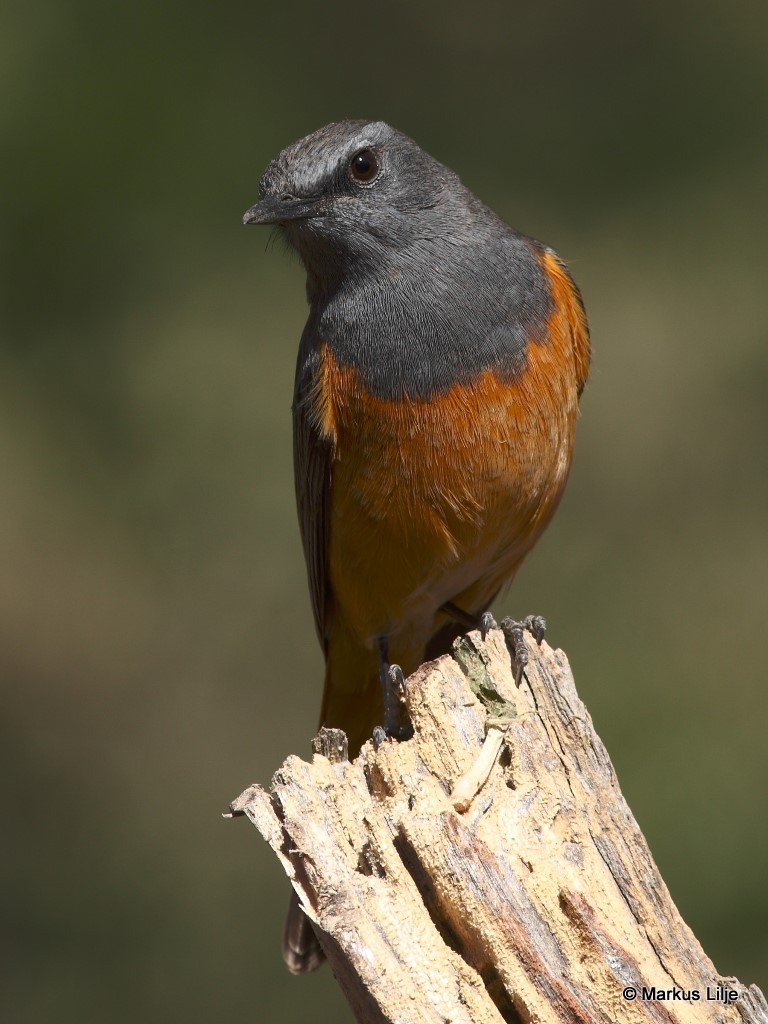 Little Rock-Thrush photo