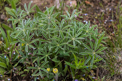 Lupinus caudatus