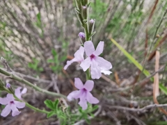 Verbena cloverae