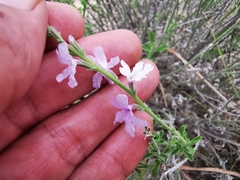 Verbena cloverae
