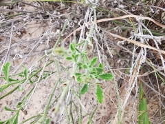 Verbena cloverae