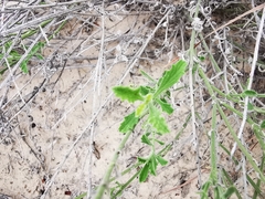 Verbena cloverae