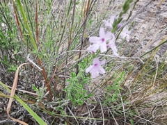 Verbena cloverae