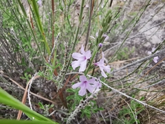 Verbena cloverae