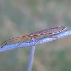 Protenor belfragei