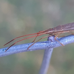 Protenor belfragei