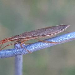 Protenor belfragei