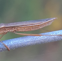 Protenor belfragei