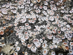 Psoraceae