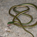 Leptophis mexicanus - Photo (c) Ashley Wahlberg,  זכויות יוצרים חלקיות (CC BY-NC), uploaded by Ashley Wahlberg
