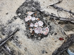 Psoraceae