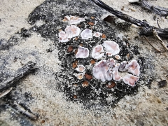 Psoraceae